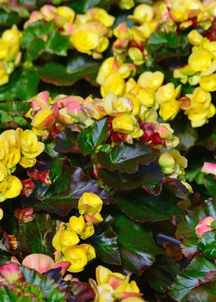 Amstel begonias are bright indoor plants