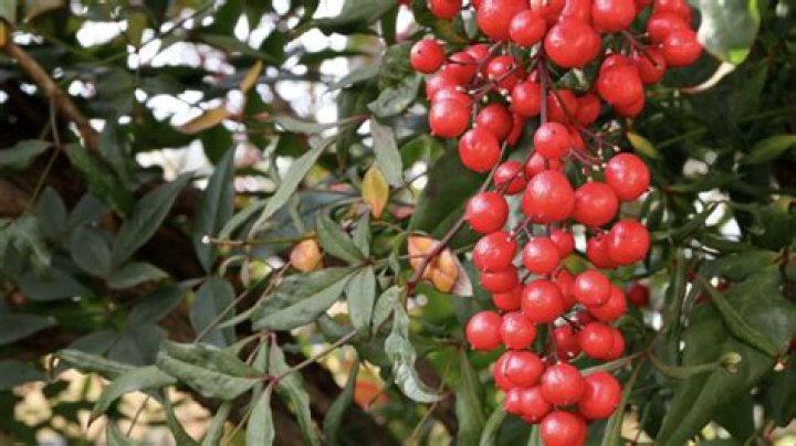 Are Nandina Berries Toxic to Birds?