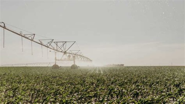 Corn Fertilization | Mississippi State University Extension Service