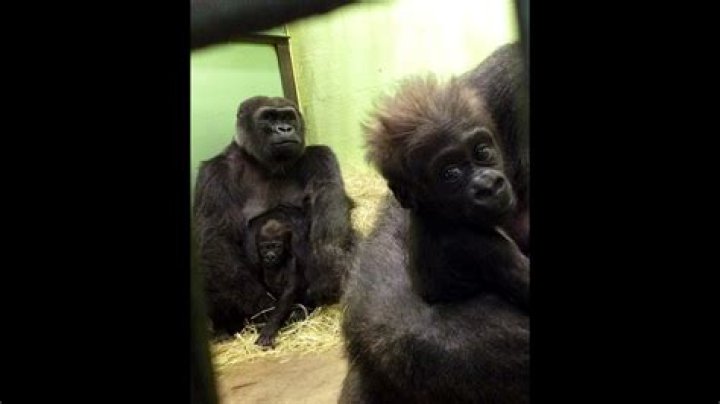Cute! Curious gorilla baby whacks camera