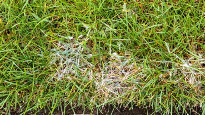 Dollar Spot of Warm-Season Turf Grasses