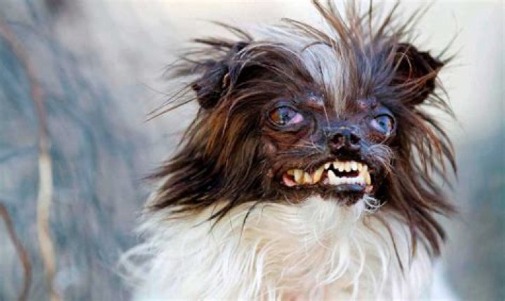 El perro más feo del mundo