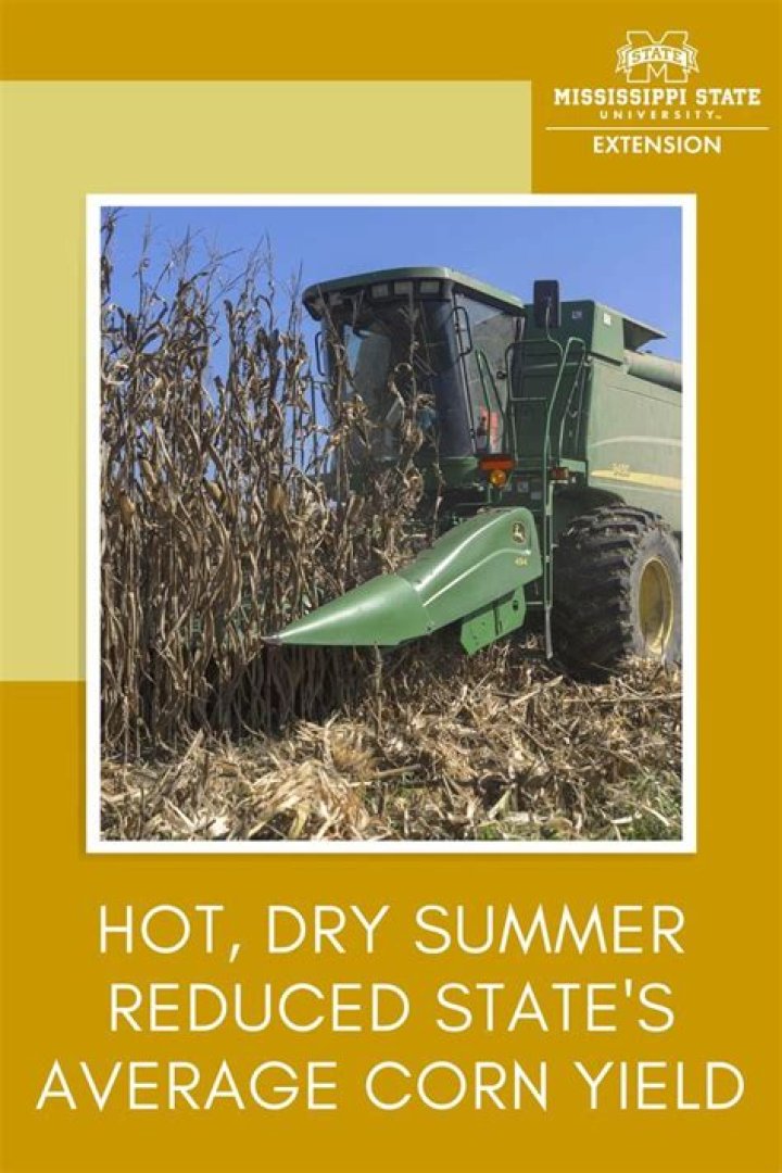 Hot, dry summer reduced state’s average corn yield