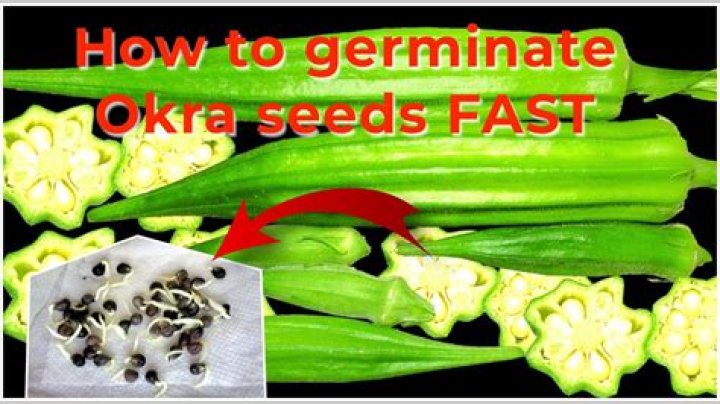 How can I get okra seed to germinate?