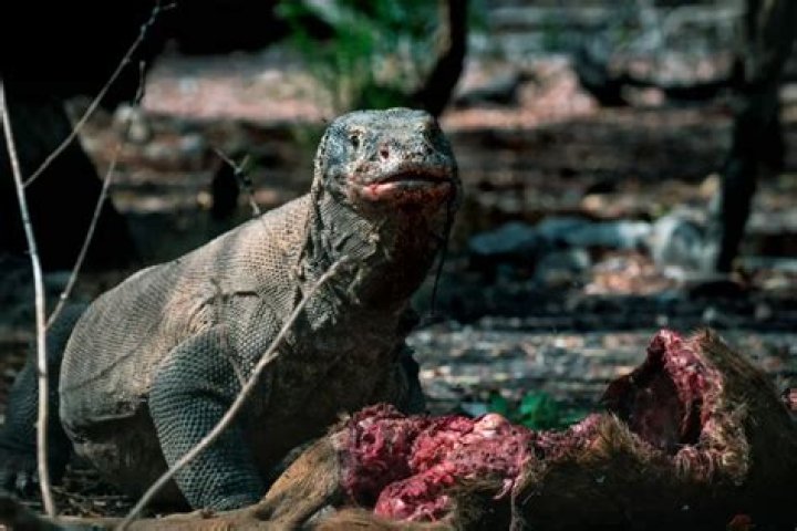 Komodo dragons kill with venom, not bacteria, study says