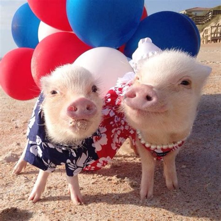 Meet Priscilla, The Cutest Pig In The World