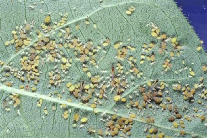 Melon Aphid/Cotton Aphid, Vol. 8, No. 28