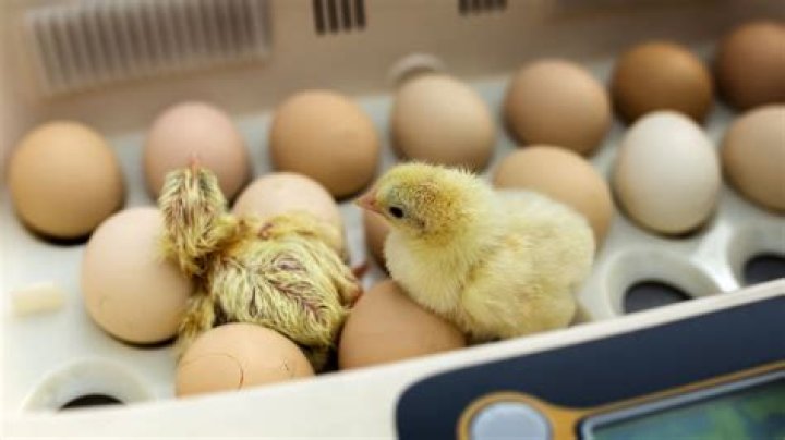 Pipped eggs that do not hatch