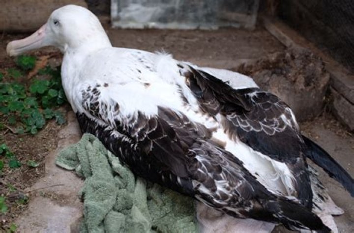 Plight of the albatrosses: Choking on plastic waste