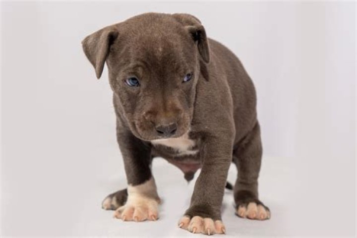 Polish Man Who Tortured Pit Bull Puppy Sentenced To 10 Years In Prison