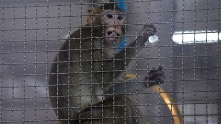 Proposed Bainbridge Georgia monkey breeding facility under fire