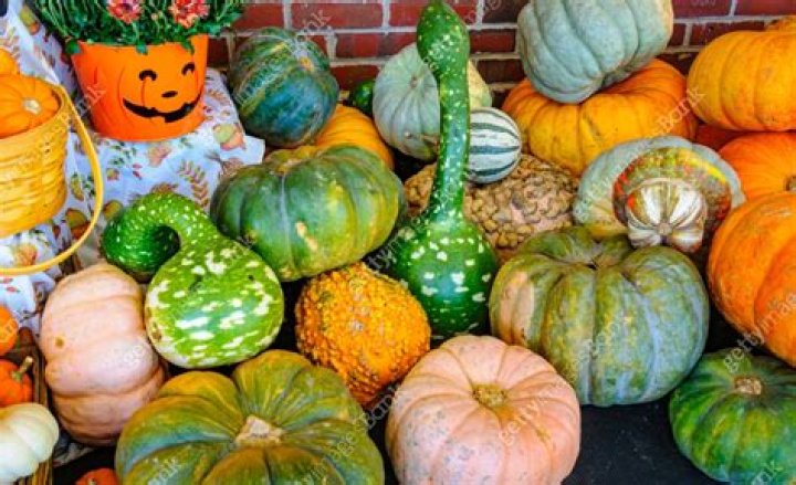 Pumpkins, squash and gourds, oh my!