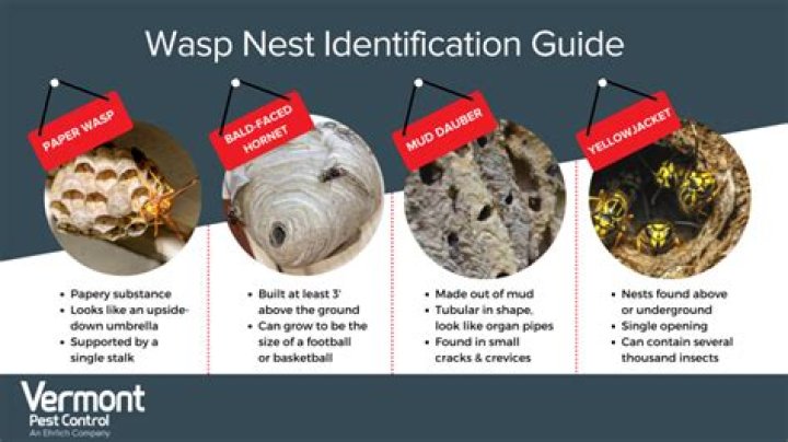 Red, Wasp Nest, Vol. 5, No. 18