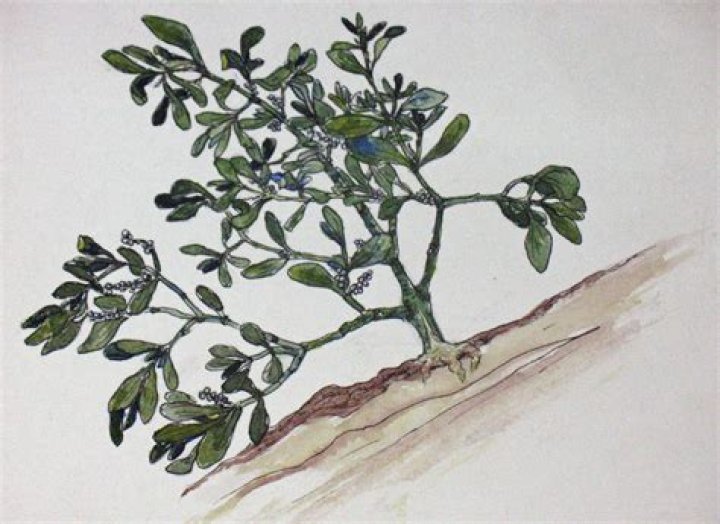 Research reveals mistletoe's roots | Mississippi State University Extension Service