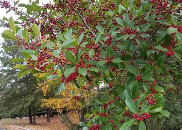 Savannah hollies decorate landscapes past Christmas