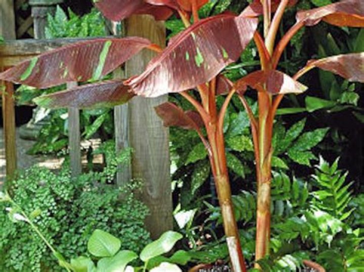 Siam Ruby competes for most exotic banana