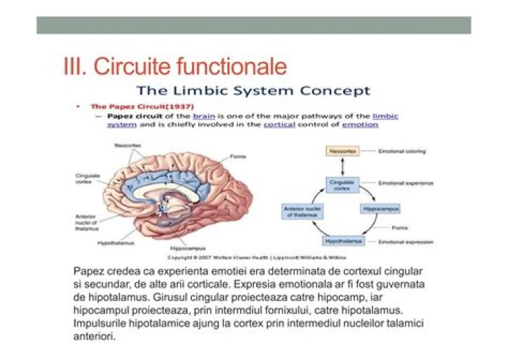 Sistemul limbic - Funcție, definiție, localizare, structură