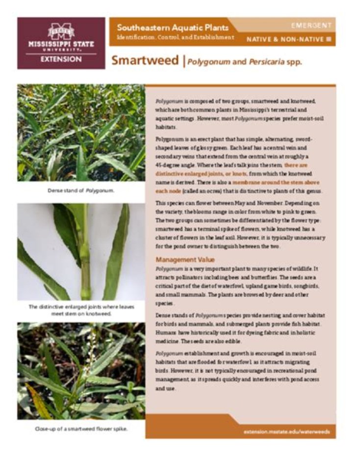 Smartweed | Polygonum and Persicaria spp.