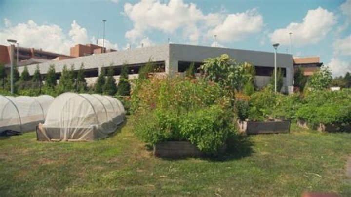 This Vegetable Garden in a Medical Center Parking Lot Helps to Feed Patients with Food Insecurity
