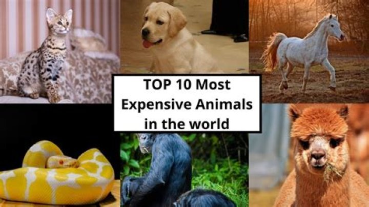 Top 10 Most Expensive Animals In The World (2022)