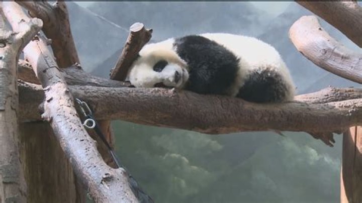 Zoo Atlanta pandas may be forced to return to China