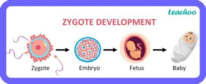 ZYGOTE EMBRYO vs FETUS What is The Difference Between ZYGOTE EMBRYO And FETUS